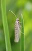 Yponomeuta sedella